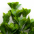 Трава искусственная -1, шт (эвкалипт лист 32 см/8 см)				 - купить в Черкесске. Цена: 169.93 руб.