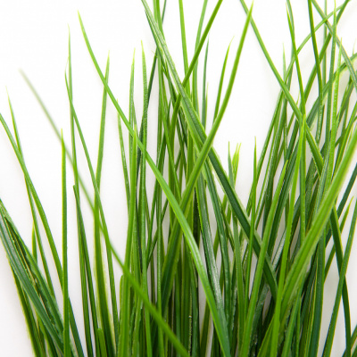 Трава искусственная -4, шт  (осока 50 см/8 см  7 листов)				 - купить в Черкесске. Цена: 130.73 руб.